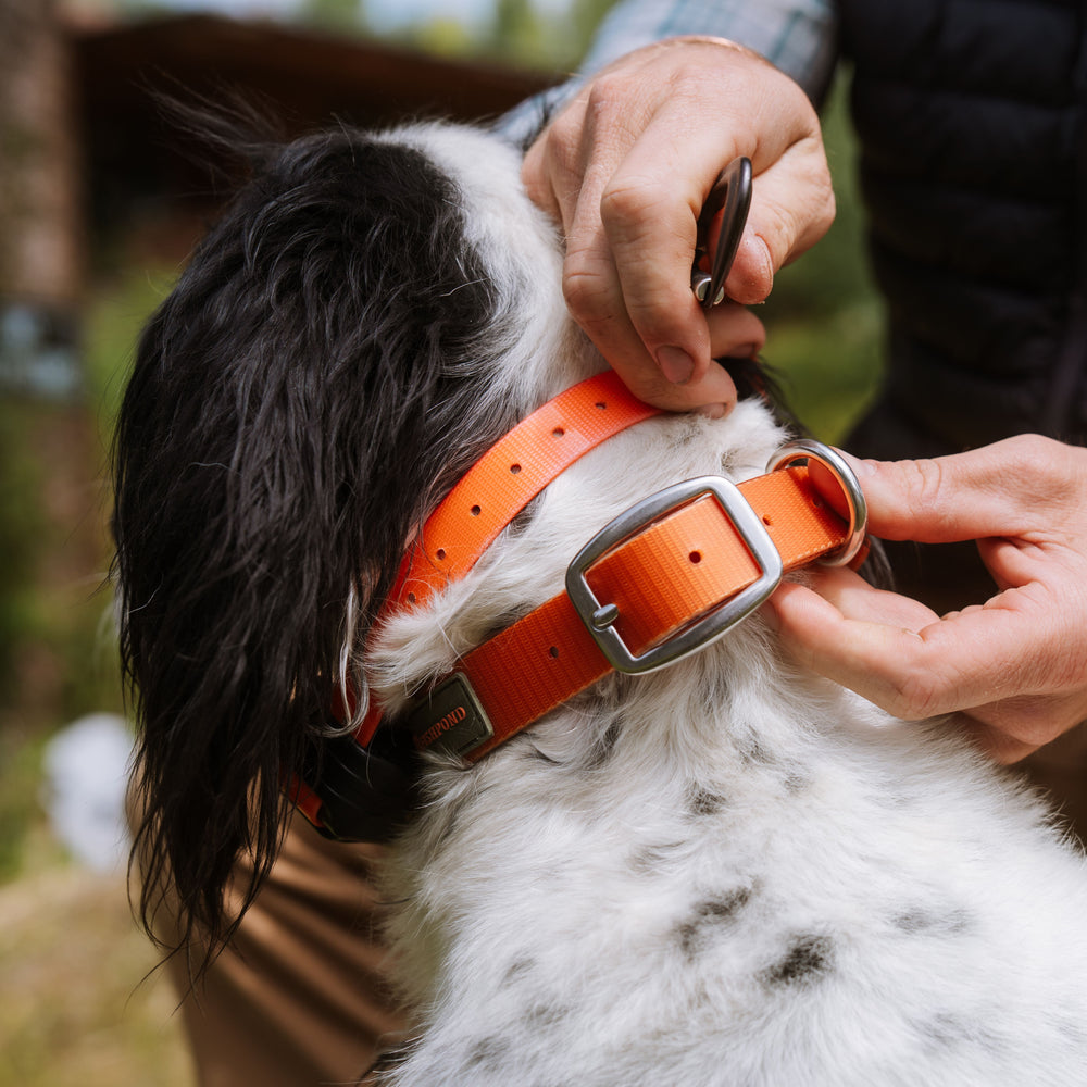 Fishpond Dog Collar Ember Image 02