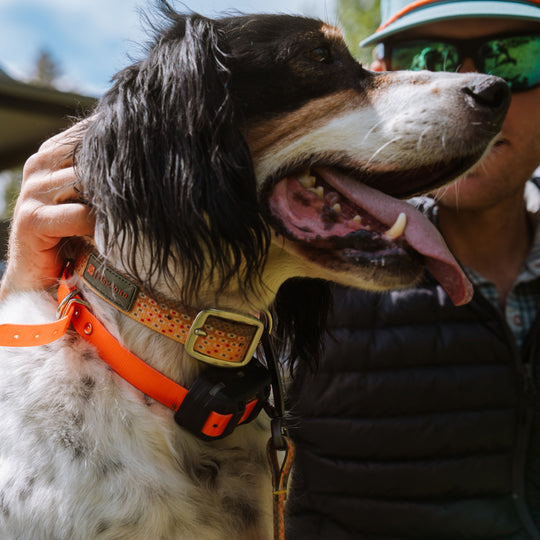 Fishpond Dog Collar Trucha Image 03