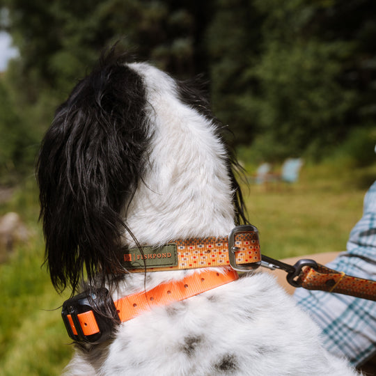 Fishpond Dog Collar Trucha Image 04