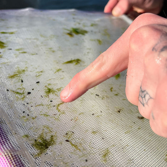 Rising Bug Collection Kit