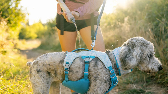 RuffWear Swamp Cooler Harness